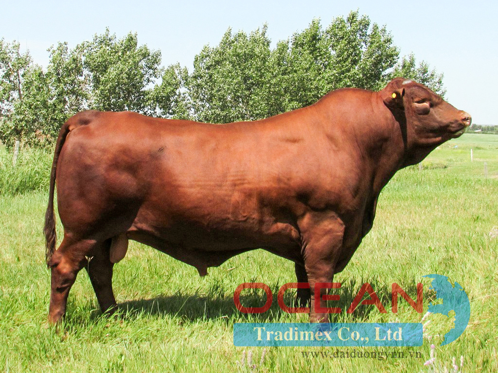 Tên đực giống: ALTA TITAN 04X E.T